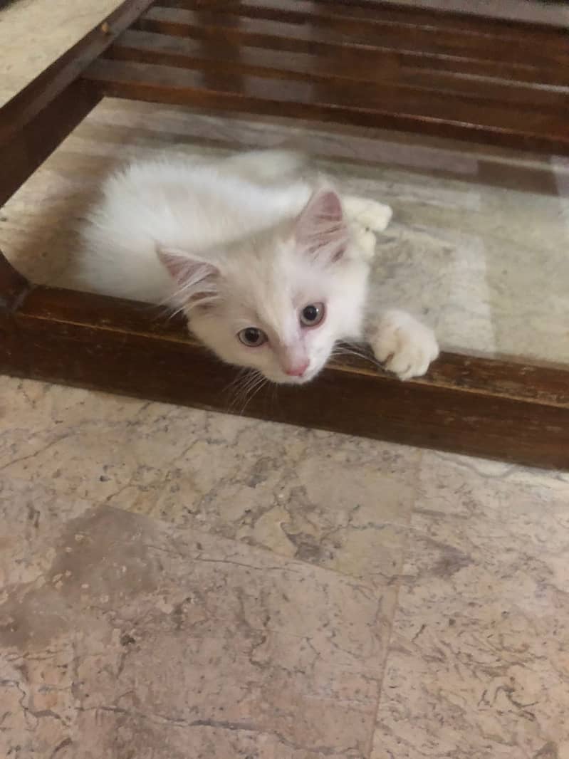 Persian male kitten Cat for sale 2