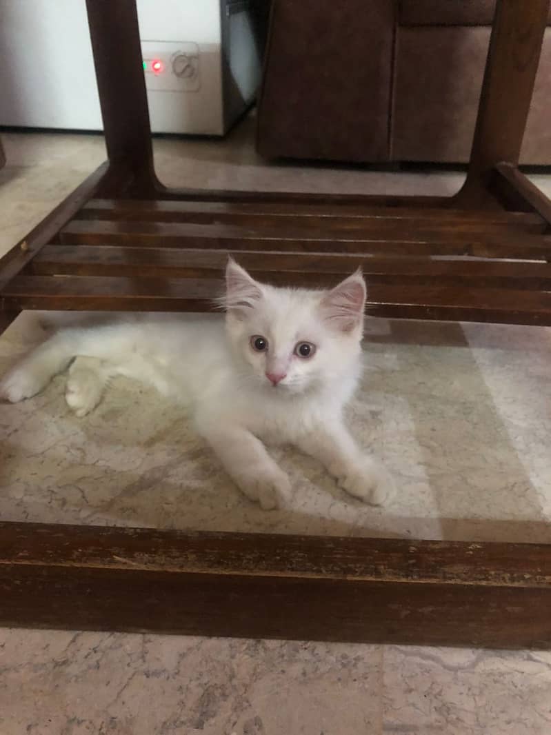 Persian male kitten Cat for sale 3