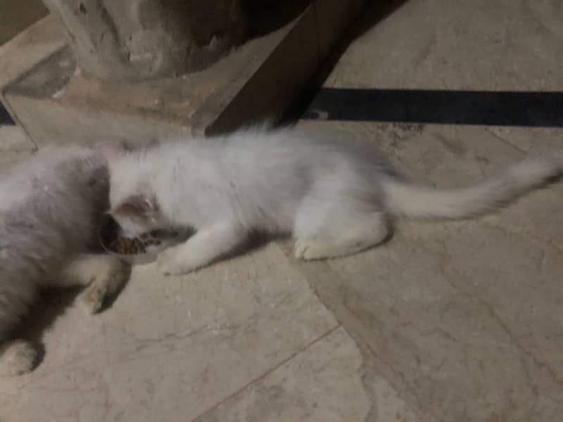 Persian male kitten Cat for sale 4