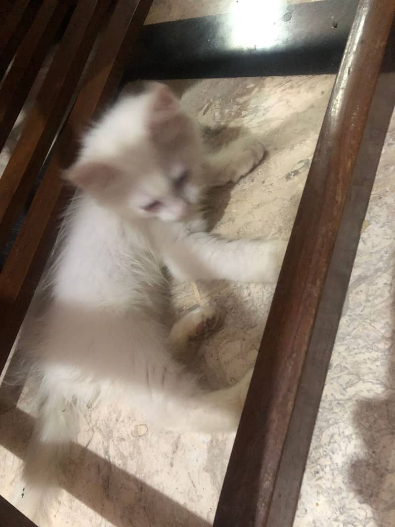Persian male kitten Cat for sale 5