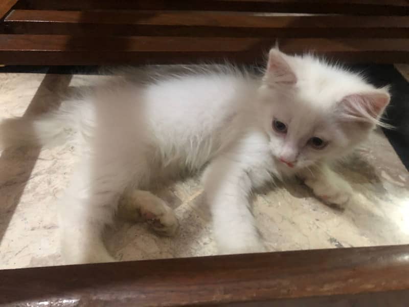 Persian male kitten Cat for sale 6