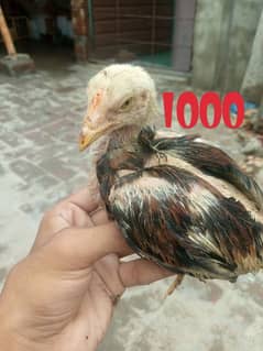 Aseel lasani chicks