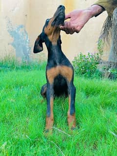 Doberman female puppy available for sale
