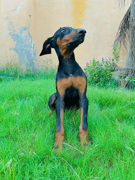 Doberman female puppy available for sale 1