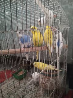 6 parrots for sale 3 white 3 yellow.