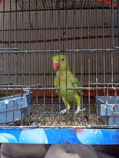 2 pairs of ring neck parrot