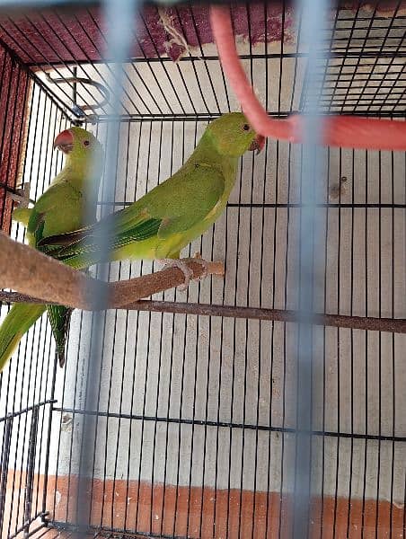 2 pairs of ring neck parrot 1