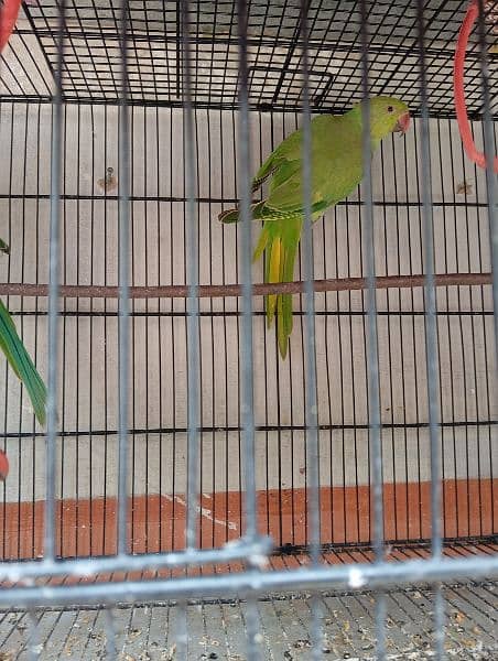 2 pairs of ring neck parrot 2