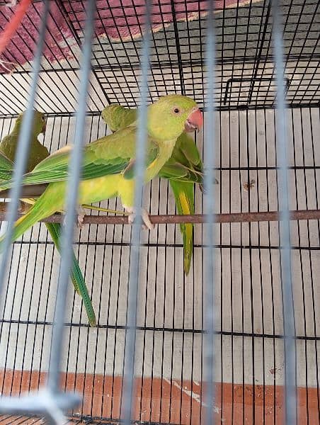 2 pairs of ring neck parrot 3