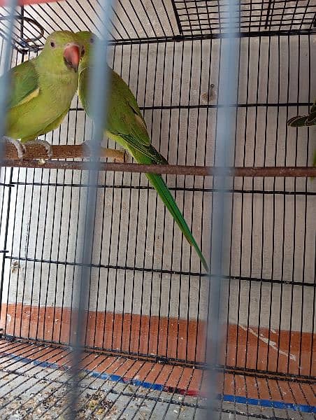 2 pairs of ring neck parrot 4