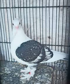 Sentinet Black Cherry young Female pathi for sale