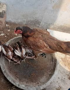 1 Murghi 3 chicks for sale