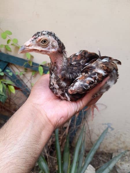 1 Murghi 3 chicks for sale 2
