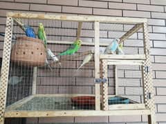 wooden cage with 11 parrots Australian read a discretion 0