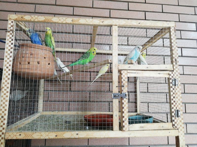 wooden cage with 11 parrots Australian read a discretion 0