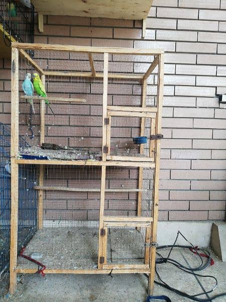 wooden cage with 11 parrots Australian read a discretion 1