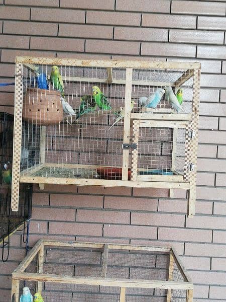 wooden cage with 11 parrots Australian read a discretion 2