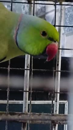 Green parrot ringneck