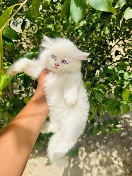 Persian cat/Persian kittens/triple coated/punch face 4