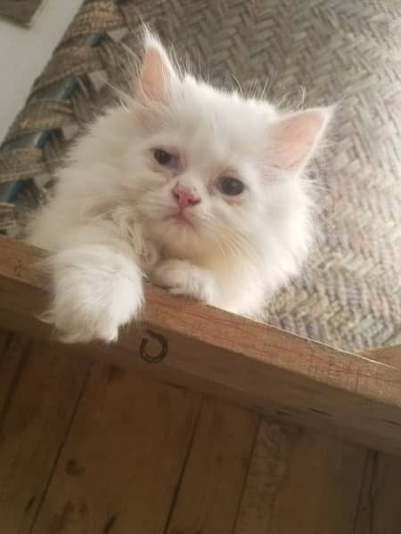 Persian cat/Persian kittens/triple coated/punch face 15