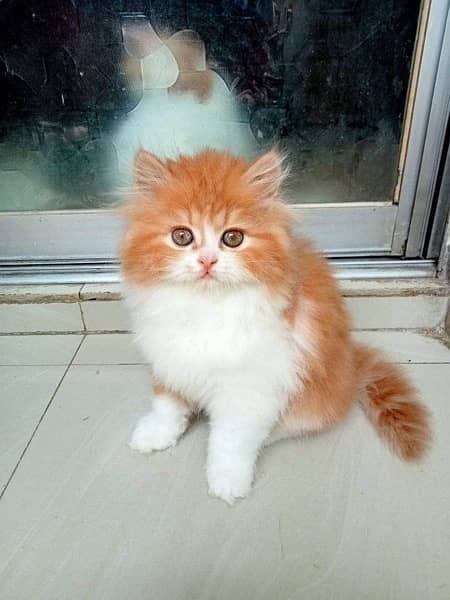 Persian cat/Persian kittens/triple coated/punch face 19