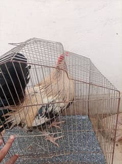 misri murgha and chicks available for sell