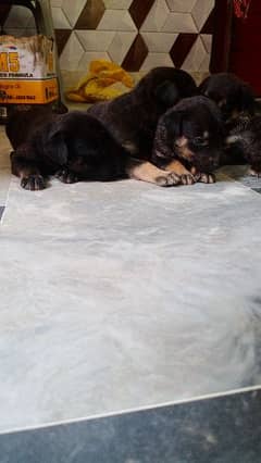 German Shepard male and female 03117723032 whatsapp and contact number