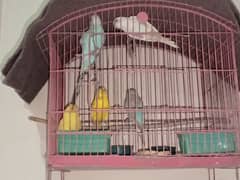 5 budgie's for sale