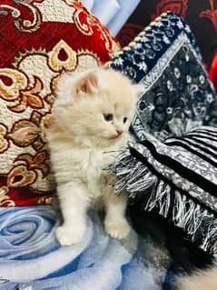 Persian triple cout kittens male female available in 14k