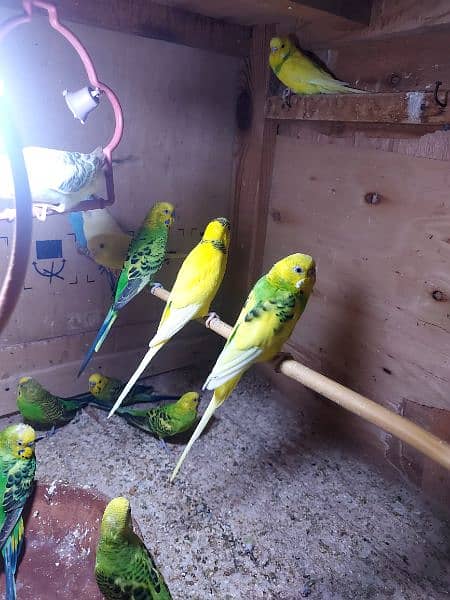 budgies with cage 2