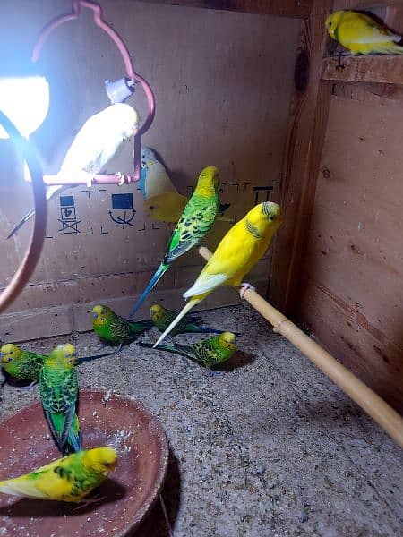 budgies with cage 3