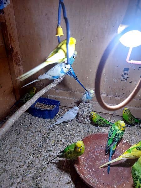 budgies with cage 4