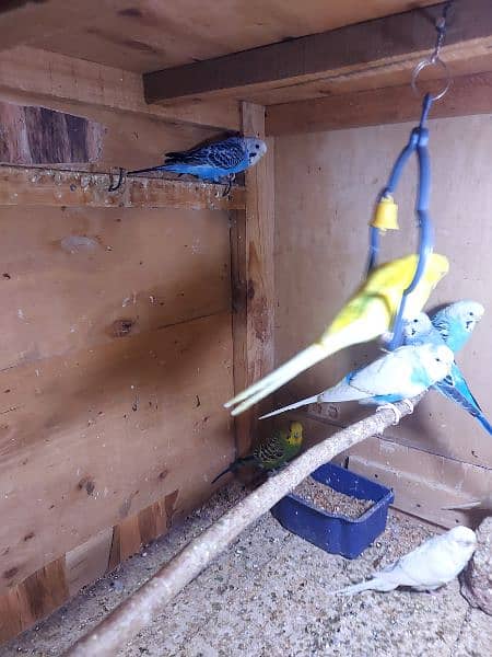 budgies with cage 5