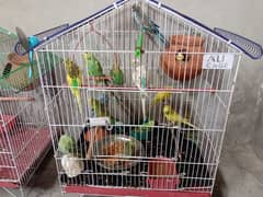 Parrots Sale