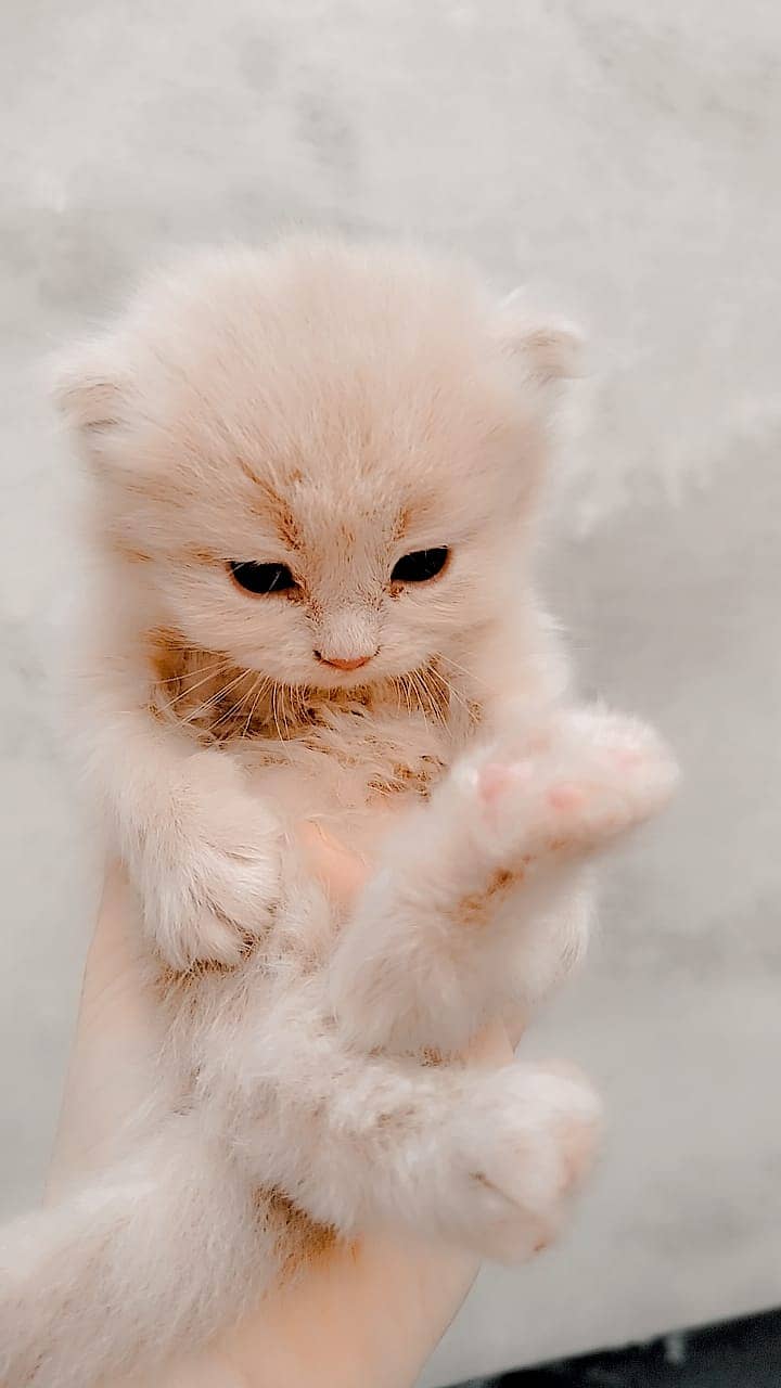 Persian Cat / White Persian Cat / Punch Face Cat / Cat For Sale 0