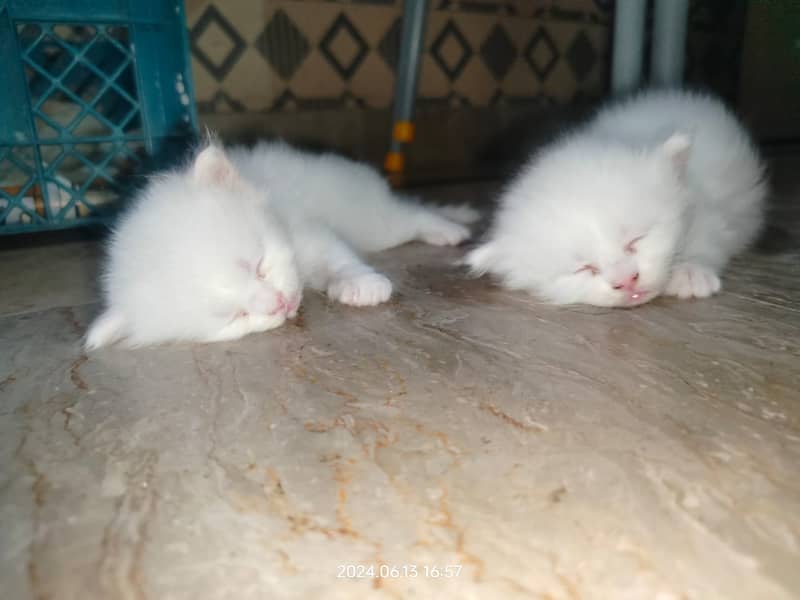 Persian Cat / White Persian Cat / Punch Face Cat / Cat For Sale 2