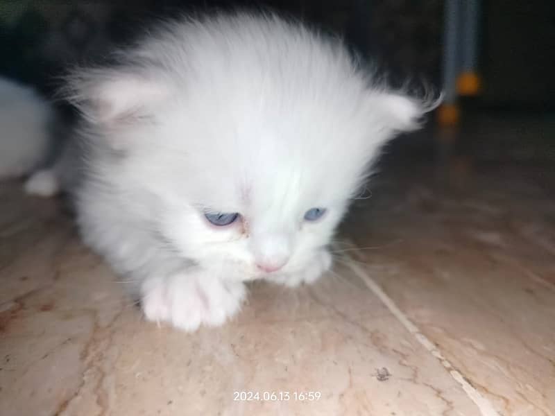 Persian Cat / White Persian Cat / Punch Face Cat / Cat For Sale 3