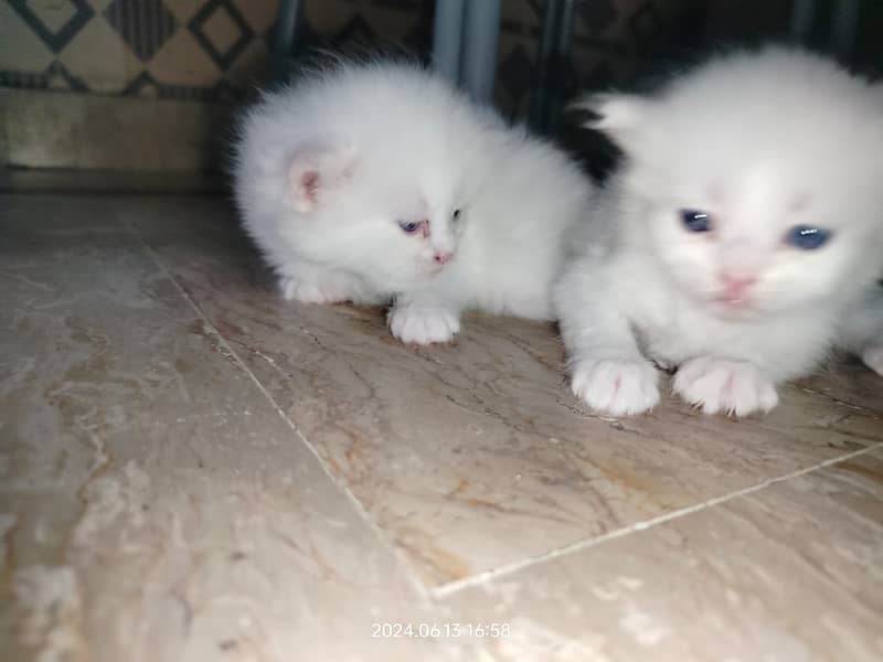 Persian Cat / White Persian Cat / Punch Face Cat / Cat For Sale 4