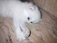 Persian Cat / White Persian Cat / Punch Face Cat / Cat For Sale