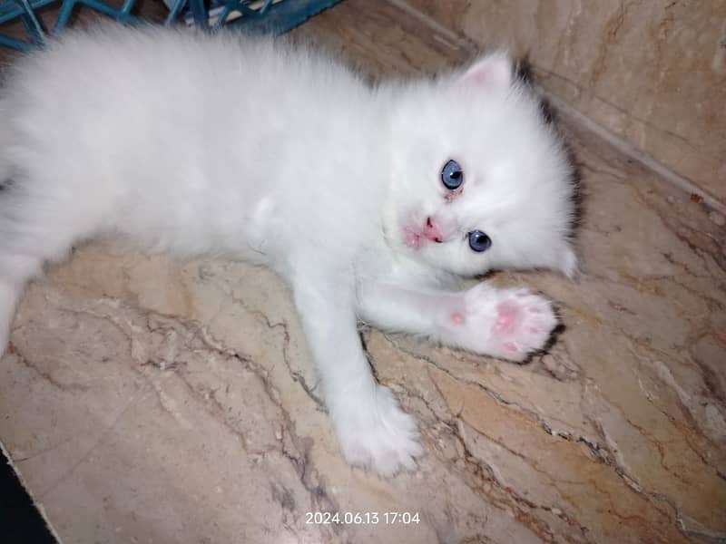 Persian Cat / White Persian Cat / Punch Face Cat / Cat For Sale 6