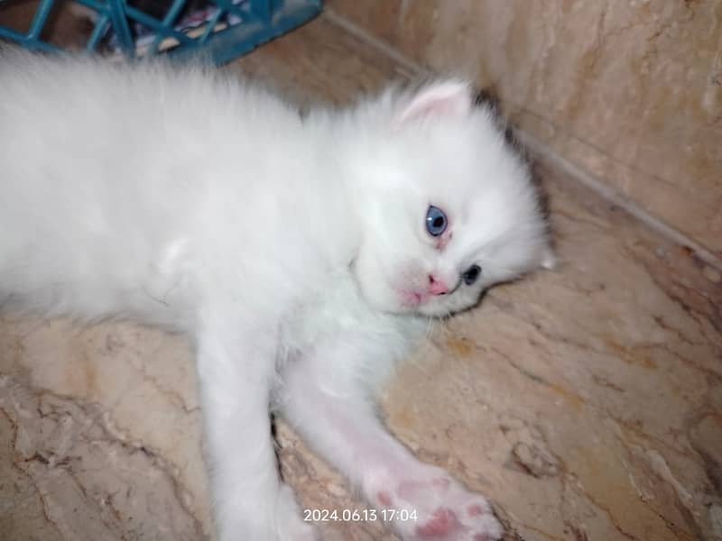 Persian Cat / White Persian Cat / Punch Face Cat / Cat For Sale 7