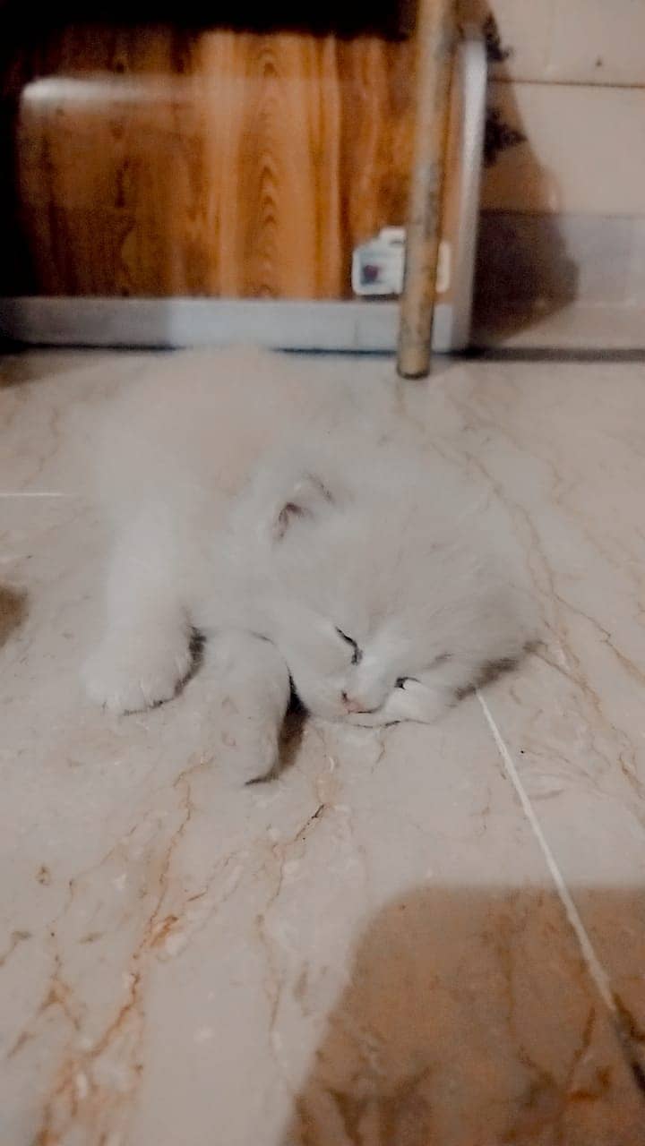 Persian Cat / White Persian Cat / Punch Face Cat / Cat For Sale 8