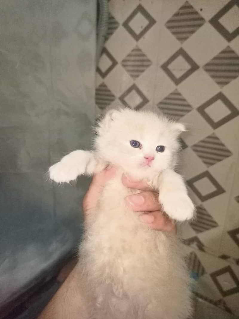 Persian Cat / White Persian Cat / Punch Face Cat / Cat For Sale 10