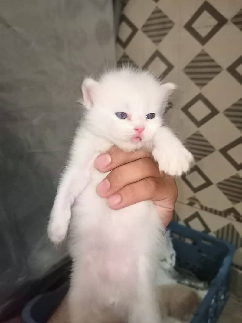 Persian Cat / White Persian Cat / Punch Face Cat / Cat For Sale 11