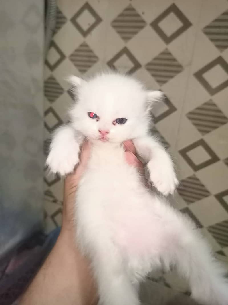 Persian Cat / White Persian Cat / Punch Face Cat / Cat For Sale 12