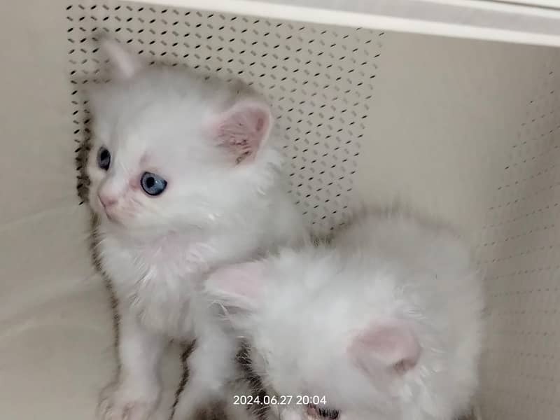 Persian Cat / White Persian Cat / Punch Face Cat / Cat For Sale 14