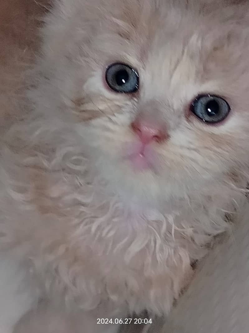 Persian Cat / White Persian Cat / Punch Face Cat / Cat For Sale 15