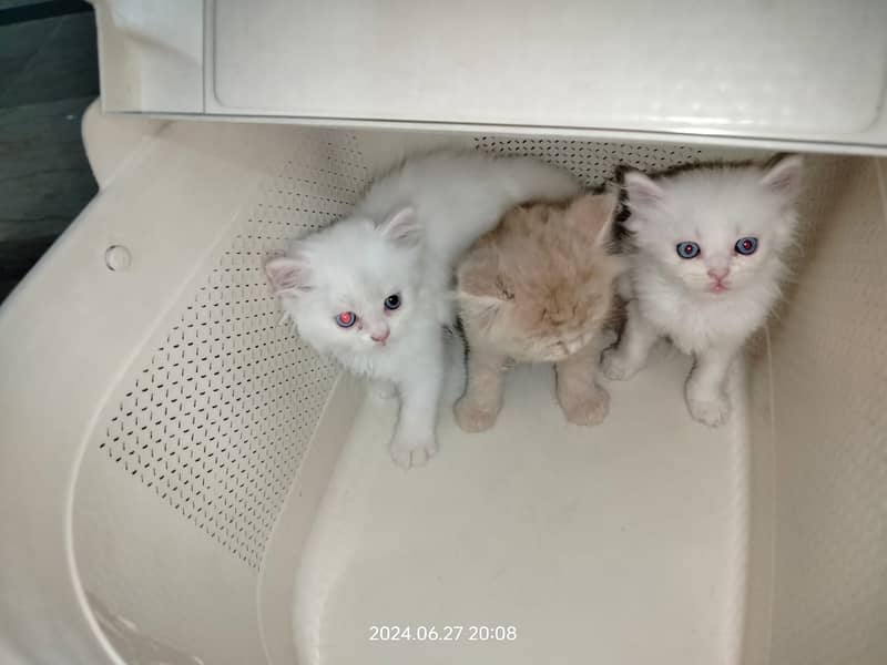 Persian Cat / White Persian Cat / Punch Face Cat / Cat For Sale 16