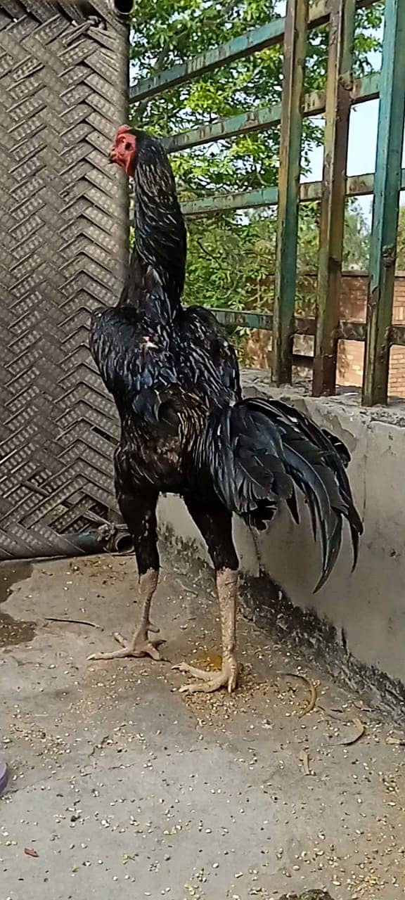 King Size Black OH Shamo Chicks For Sale 0