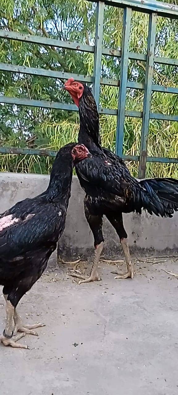 King Size Black OH Shamo Chicks For Sale 2